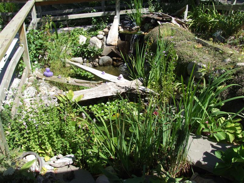 pond at Grandma's Parlor